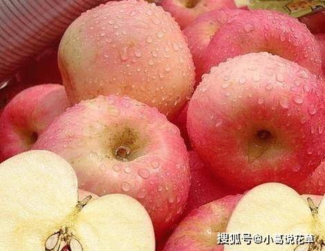 蔷薇与椿苹果版
:苹果和此物是天生的敌人，不能一起食用，现在知道还来得及！