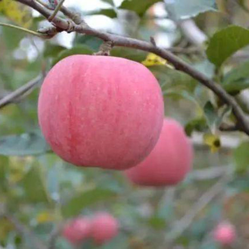 红富士苹果最新新闻目前最好的红富士苹果品种-第2张图片-太平洋在线下载