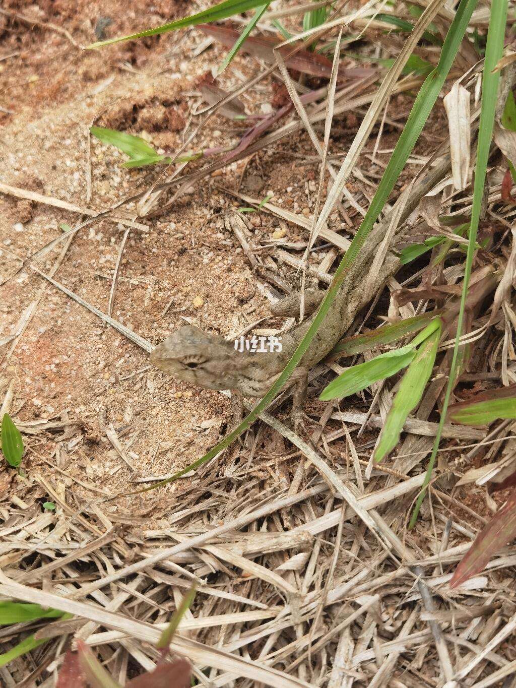 1024小草客户端1024更名为7086